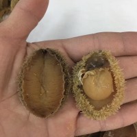 50頭鮑魚干500克 一德路海味干貨海鮮海產(chǎn)品干貨淡曬批發(fā)