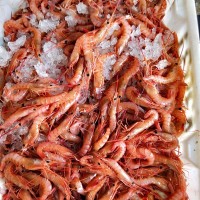 海鮮凍品紅蝦東海船凍新鮮大紅頭蝦海鮮海捕大蝦大紅蝦