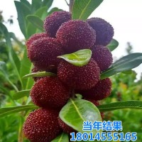 楊梅樹苗盆栽南北方種植果樹苗四季當年結果晚稻楊梅小苗包郵