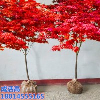 批發(fā)紅楓樹苗日本美國紅楓小苗中國紅四季紅南北方種植盆栽紅舞姬