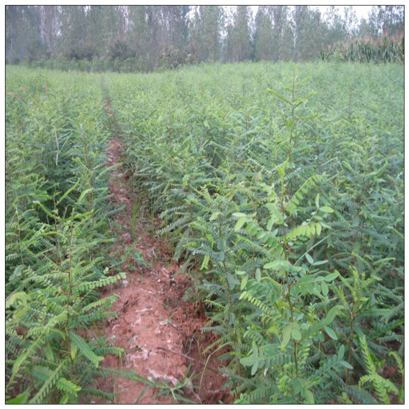 eTQjWpvHA_1425892794