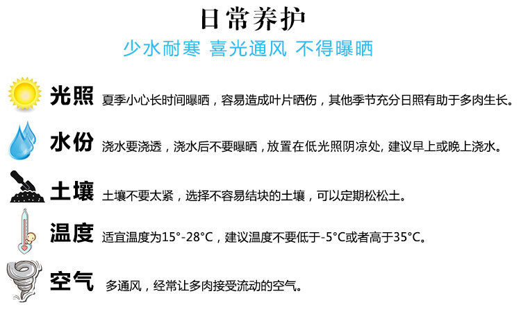 多肉詳細(xì)0.10