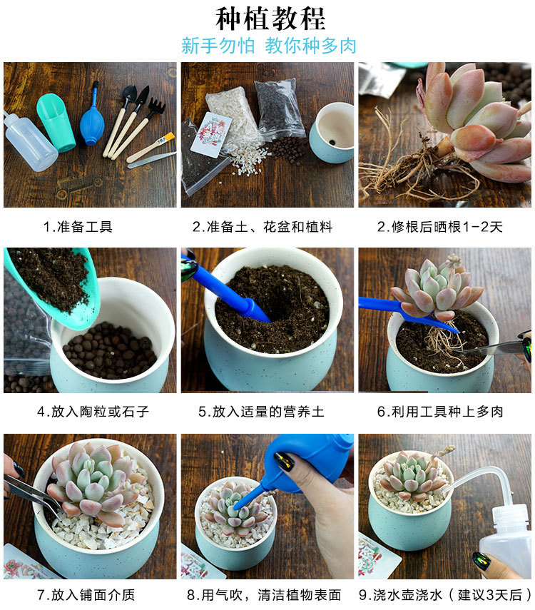 多肉詳細(xì)0.8