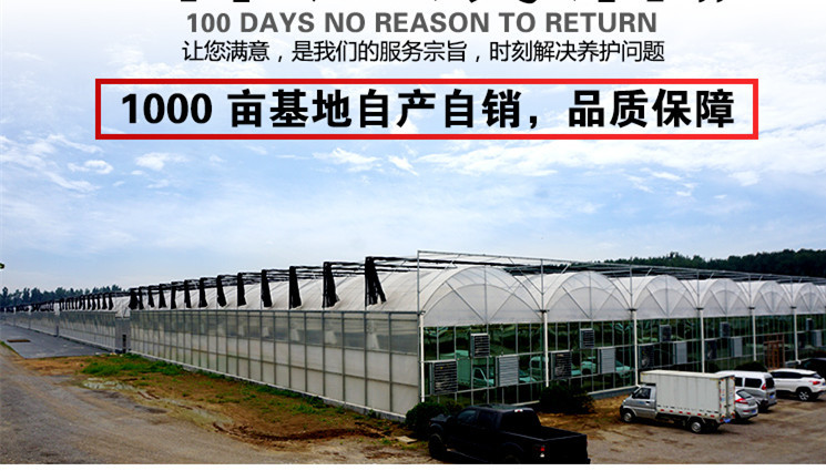 多肉詳細(xì)0.1