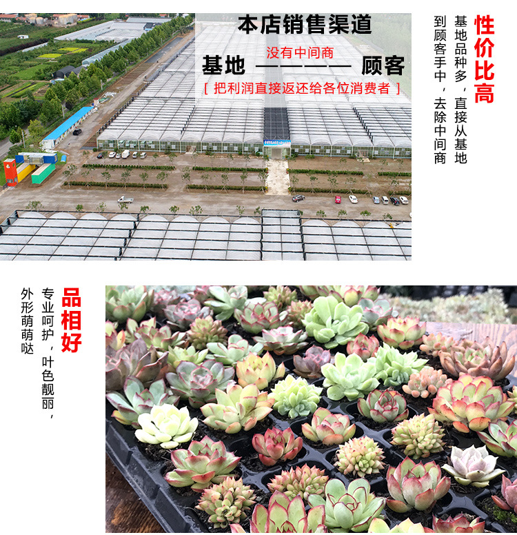 多肉詳細(xì)0.6