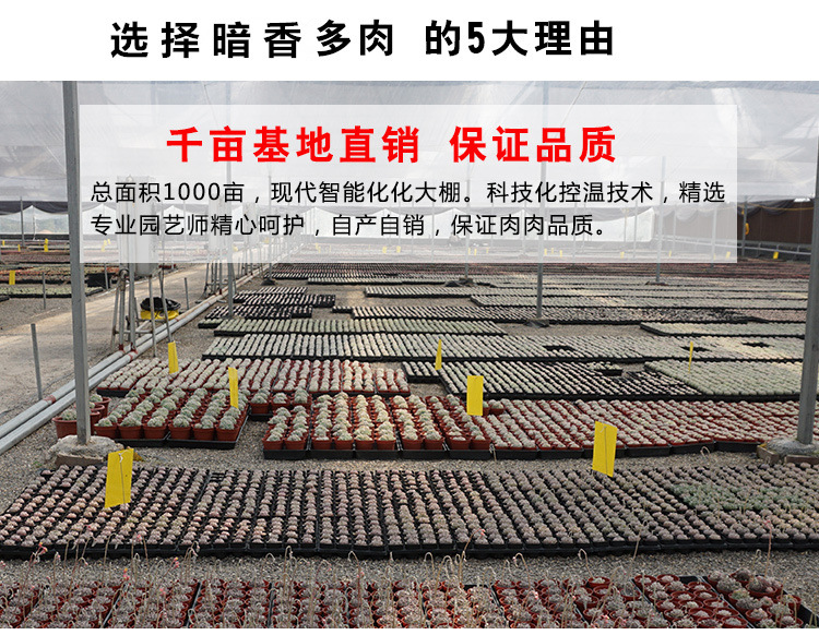 多肉詳細(xì)0.2