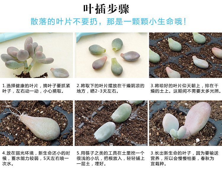 多肉詳細(xì)0.9