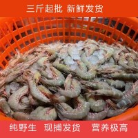 舟山東海鮮活滑皮蝦青殼活劍蝦漁船現(xiàn)捕現(xiàn)發(fā)當(dāng)季海鮮紅蝦批發(fā)送禮