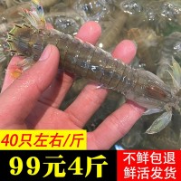 舟山東海皮皮蝦鮮活大螳螂蝦海鮮水產(chǎn)蝦爬子蝦姑現(xiàn)鋪鮮活碼頭直發(fā)