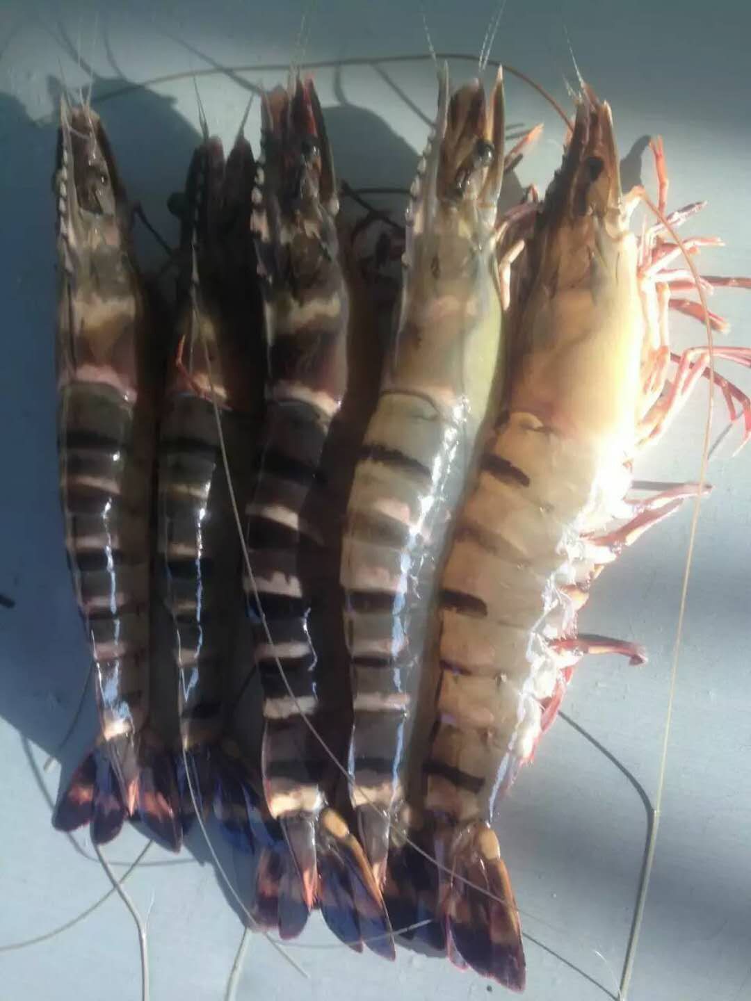 QQ圖片20180616174321