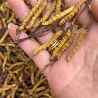西藏那曲冬蟲夏草4條/g 足干無(wú)牙簽草無(wú)癟草足條滋補(bǔ)蟲草批發(fā)
