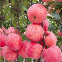 嫁接蘋(píng)果樹(shù)苗紅富士矮化苗金冠嫁接盆栽地栽苗南北方種植當(dāng)年結(jié)果