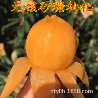 四川新品種無(wú)核砂糖枇杷樹(shù)苗盆栽地栽無(wú)籽枇杷苗嫁接果樹(shù)苗枇杷樹(shù)