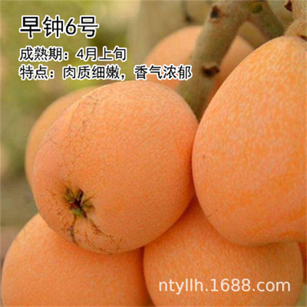 O1CN01aCr7Tk1i0nzfraGrk_!!3157