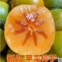 新品種嫁接柿子樹(shù)苗特大蘋果柿子樹(shù)苗果樹(shù)苗當(dāng)年結(jié)果北方種植盆栽