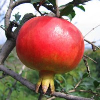 庭院盆景石榴苗 石榴四季翠葉石榴果樹(shù)盆景石榴盆栽 石榴盆景
