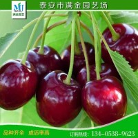 櫻桃樹(shù)苗 早大果櫻桃苗產(chǎn)量高 成熟早 提供種植技術(shù) 大櫻桃苗