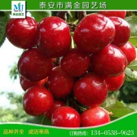 現(xiàn)貨出售櫻桃樹(shù)苗 批發(fā)直供果大核小櫻桃苗 桃樹(shù)石榴柿子李子