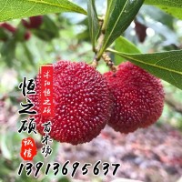 果樹苗木基地 楊梅苗 嫁接苗 東魁楊梅 當年結果