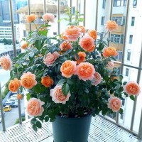 月季花花卉果汁陽臺(tái)玫瑰花苗天方夜譚灌木盆栽四季花卉濃香歐月