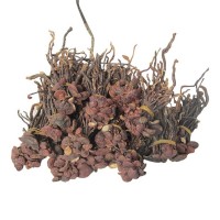 廠家提供靈芝 產(chǎn)地供應(yīng)靈芝 可根據(jù)要求定制加工