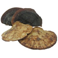 佛山廠家直銷 小柄無柄赤靈芝 靈芝赤芝