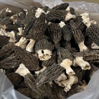 云南頭茬頭期剪腳短柄細(xì)紋厚肉250g酒店餐飲菌菇煲湯食材干羊肚菌