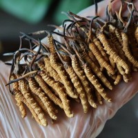 西藏高海拔那曲比如正品無(wú)斷草原莊干貨送禮老人傳統(tǒng)滋補(bǔ)冬蟲夏草