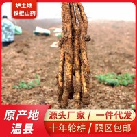 鐵棍山藥河南焦作壚土鐵棍山藥產地批發(fā)非淮山藥一件代發(fā)懷 山藥