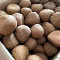 海南老椰子椰子皇小椰子海椰皇干椰子肉海底椰王燉湯椰盅椰子雞