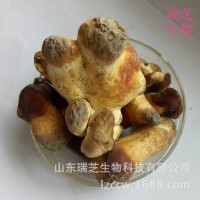 靈芝白頭批發(fā) 承接代生產(chǎn)業(yè)務