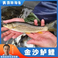 天貴水產魚苗養(yǎng)殖豹紋魚苗金沙鱸鯉漁場直發(fā)各種規(guī)格批發(fā)包活
