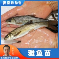 天貴漁業(yè)雅魚苗裂腹魚細鱗魚淡水養(yǎng)殖特種魚苗批發(fā)成活率高魚場發(fā)