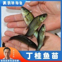 天貴水產丁桂魚苗半淡水魚好養(yǎng)活特種魚苗養(yǎng)殖基地批發(fā)淡水小魚苗