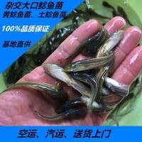大量供應批發(fā)淡水雜交大口鯰魚魚苗2須鯰魚苗價格實惠