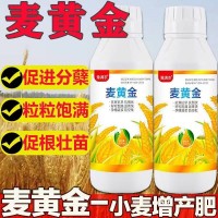 麥黃金壯苗促桿促吸收壯桿壯苗抗倒伏增產增量高產小麥葉面肥料