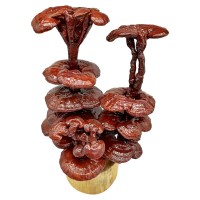 六安康順堂靈芝盆景觀賞靈芝草芝草、中華九大仙草、瑞草富貴擺件