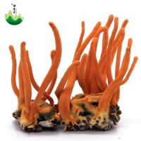 東北特產(chǎn)蛹蟲草產(chǎn)地批發(fā)蛹蟲體蟲草花帶蟲體蛹體草量大價(jià)優(yōu)代發(fā)