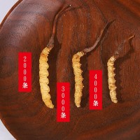 冬蟲夏草批發(fā)蟲草批發(fā)藏區(qū)蟲草無斷條冬蟲夏草西藏挑選蟲草