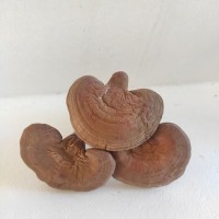 長白山靈芝東北特產(chǎn)赤靈芝椴木靈芝一件代發(fā)泡酒送禮吉林直發(fā)