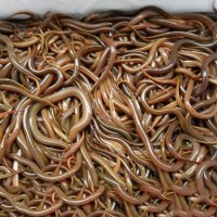 【產(chǎn)地?zé)徜N】正大九號(hào)黃鱔苗 花鱔苗 大量現(xiàn)貨 價(jià)格優(yōu)惠
