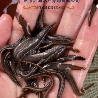 廠家直銷中華刺鰍魚苗 辣稚魚苗活體供應 全國發(fā)貨