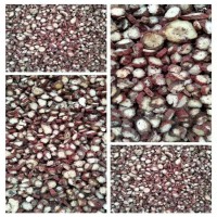 中藥材丹參批發(fā)2022年新貨農(nóng)產(chǎn)品紫丹參段 大片丹參可代磨丹參粉