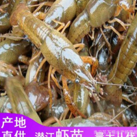 批發(fā)蝦苗優(yōu)質(zhì)大青蝦苗批發(fā)價格優(yōu)惠蝦苗養(yǎng)殖技術(shù)