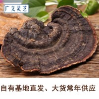 野生無柄赤芝 靈芝批發(fā) 紅緣層孔菌 可切片 2噸現(xiàn)貨 產(chǎn)地直銷