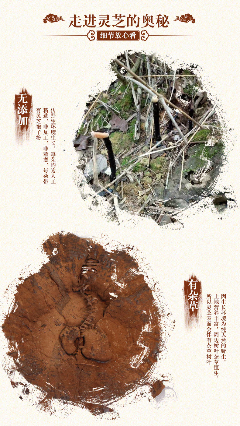 阿里里用仿野生黑靈芝圖4