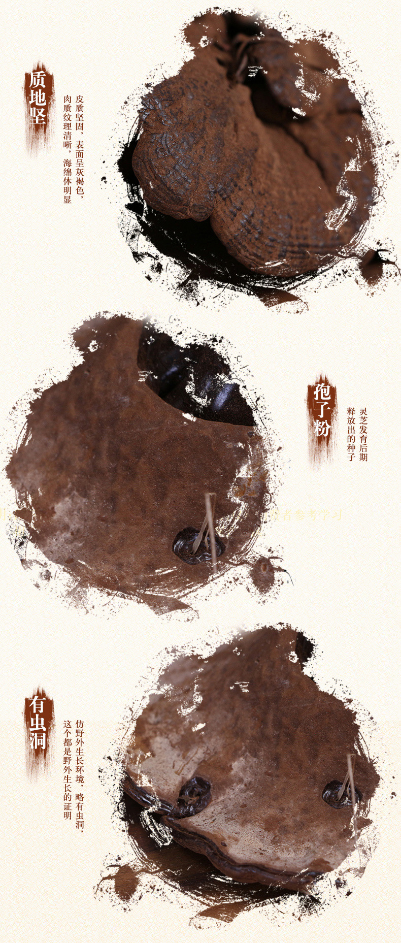 阿里里用仿野生黑靈芝圖5