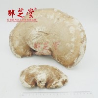 東北野外生長靈芝白靈芝白剝管菌菌藻類玉芝500克林中靈瑤草