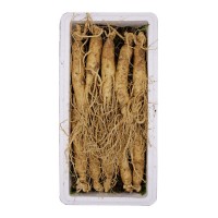 鮮人參批發(fā) 新鮮人參帶土新挖東北特產(chǎn)泡酒招代理 中秋禮品廠家