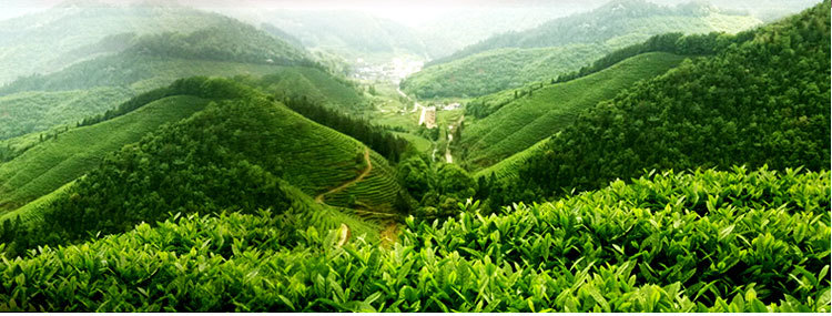 250克罐裝正山小種206_07